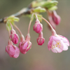 河津桜
