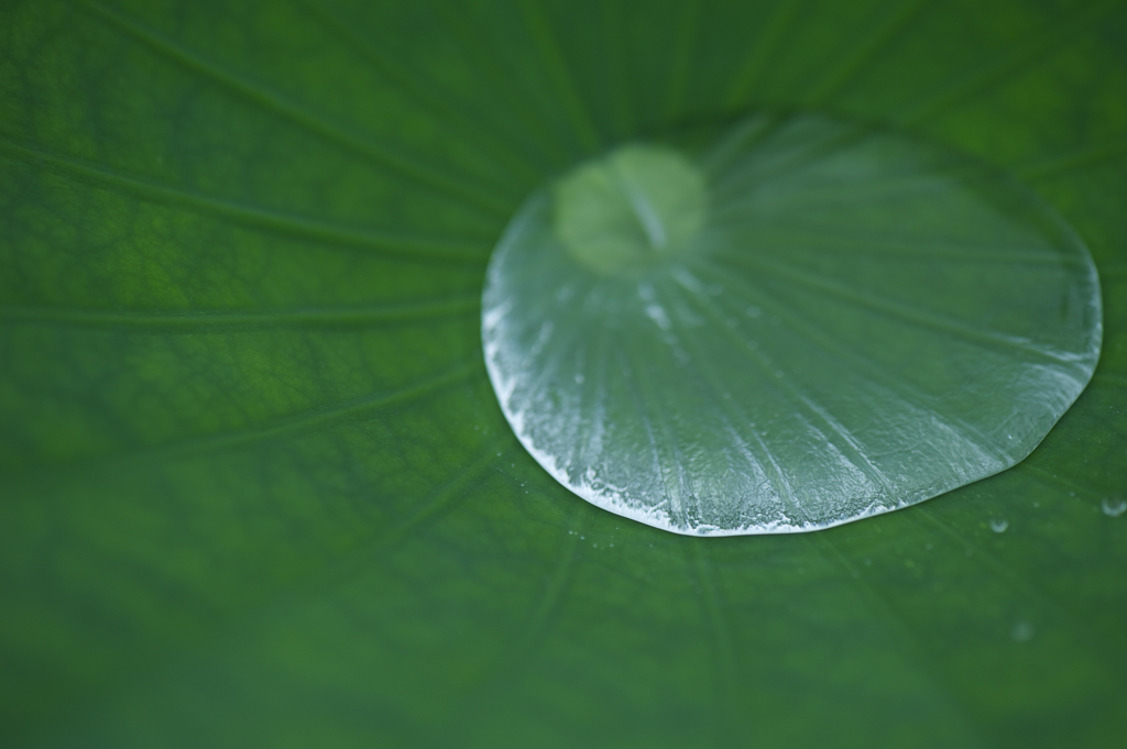 蓮の池
