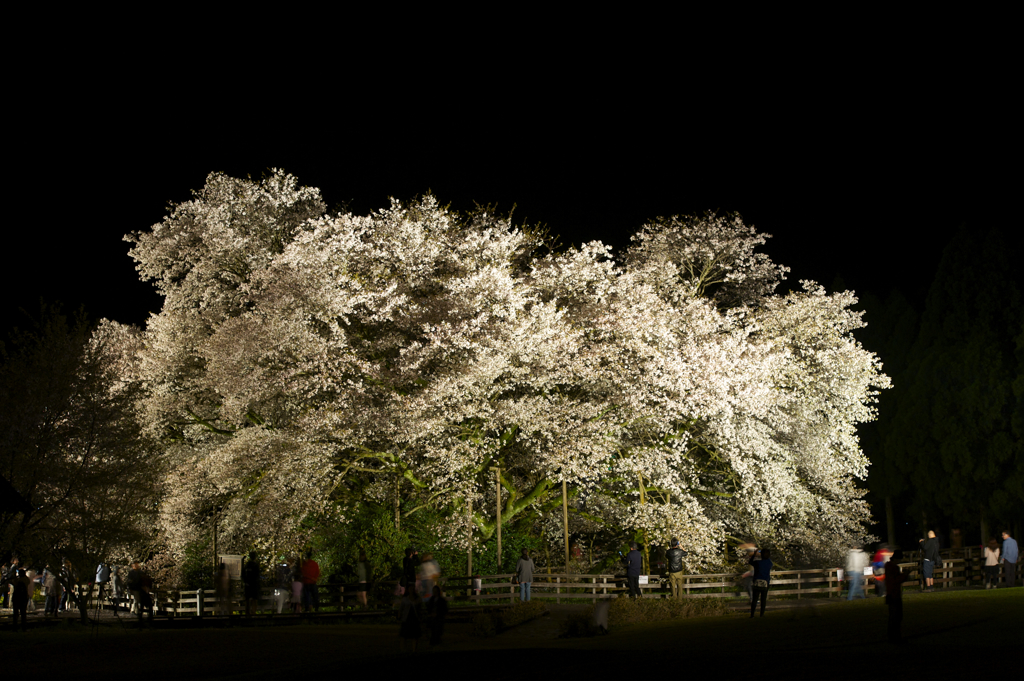 一心行の大桜　その二