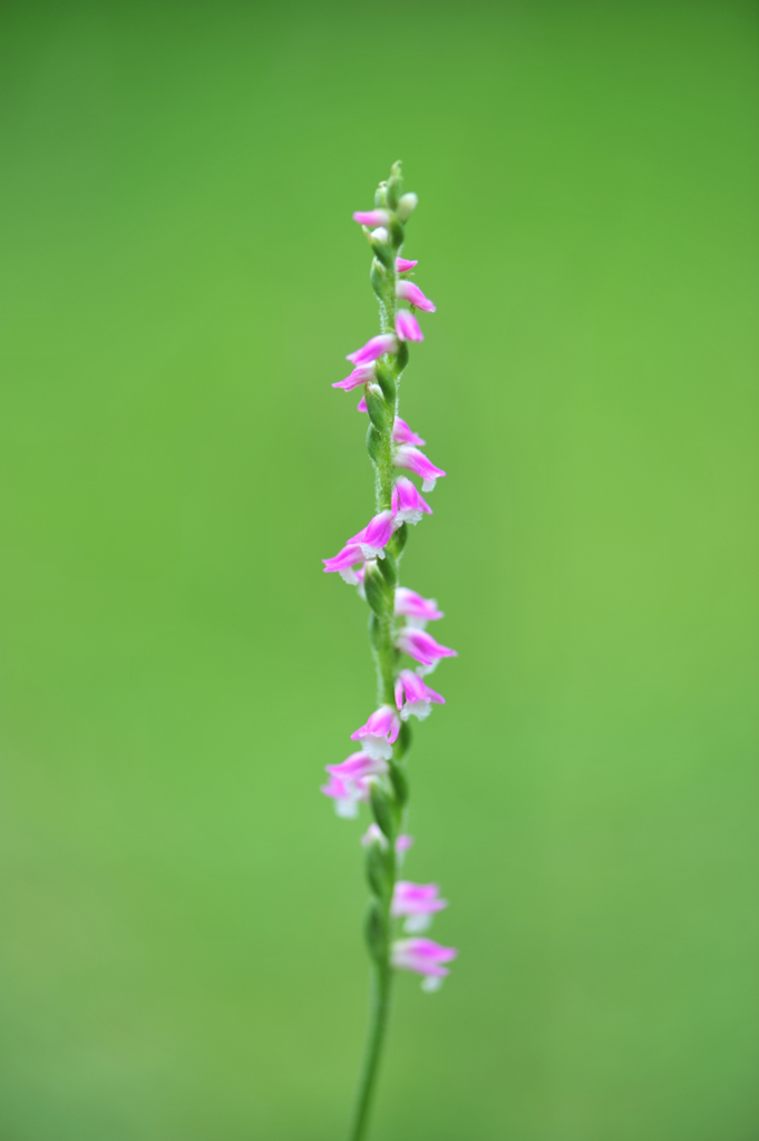 ネジ花