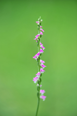 ネジ花