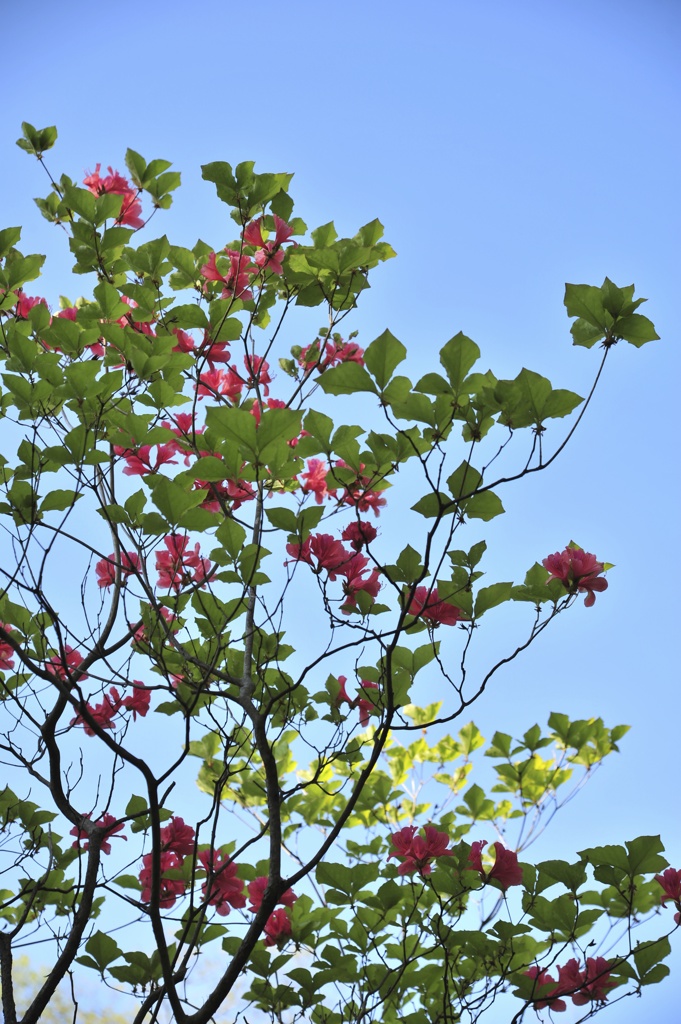 湯布院にて