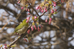 河津桜とメジロ