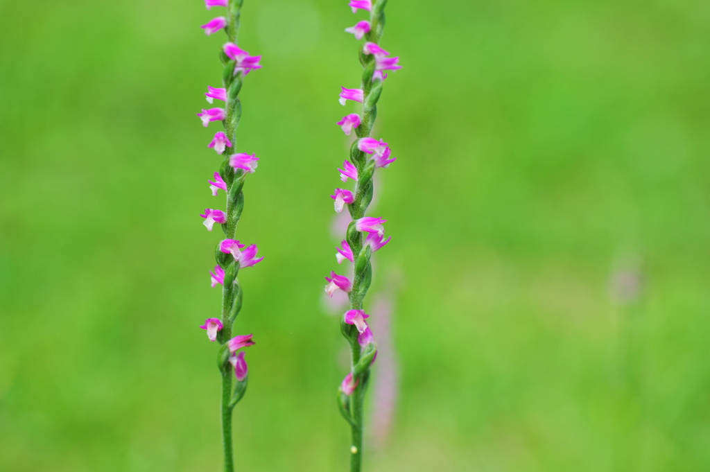 ネジ花