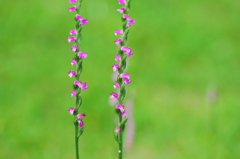 ネジ花