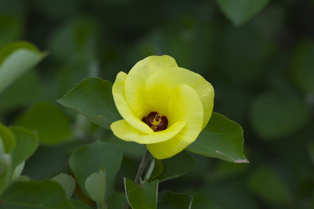 Hibiscus hamabo