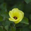 Hibiscus hamabo