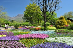 春の久住花公園