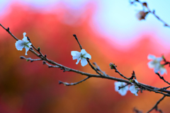１０月桜
