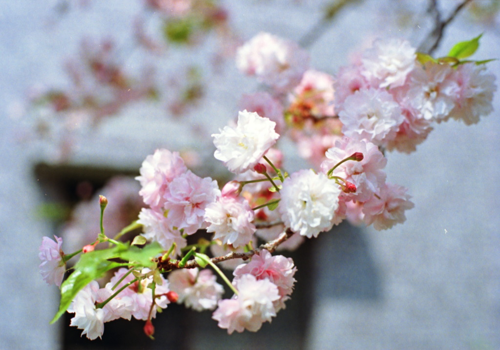 八重桜