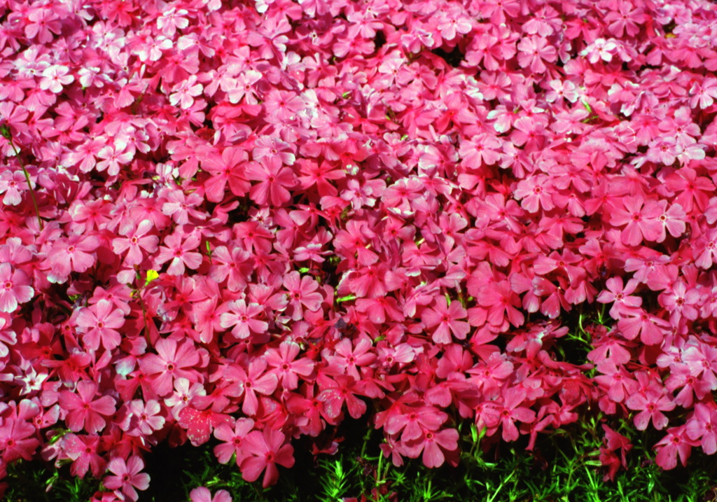 芝桜