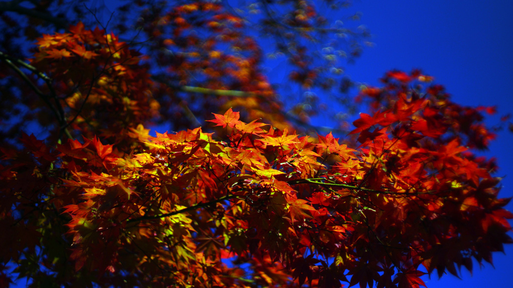 MOMIJI