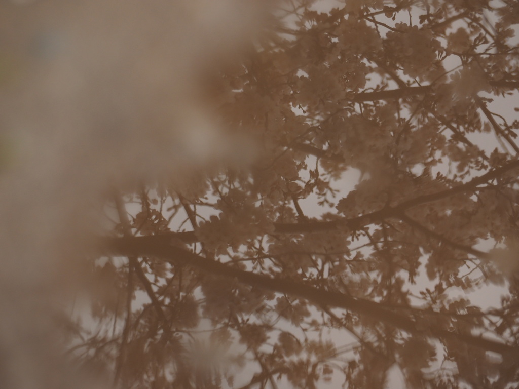 桜
