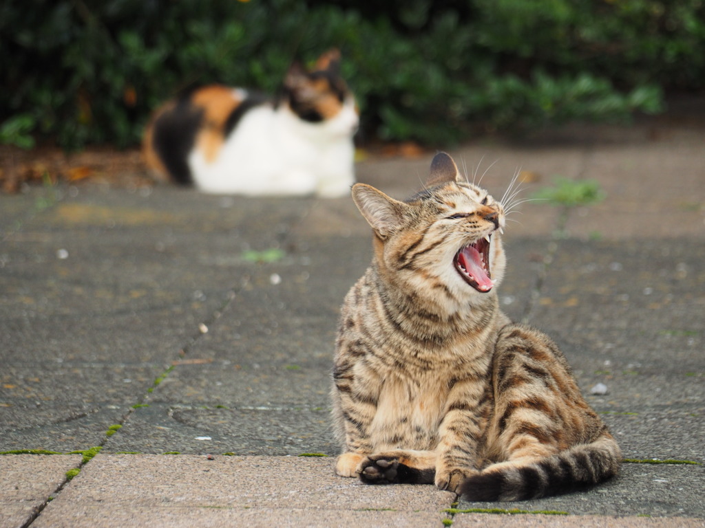 ねこ