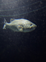 主