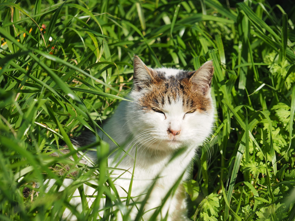 ねこ