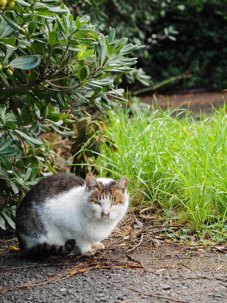 ねこ