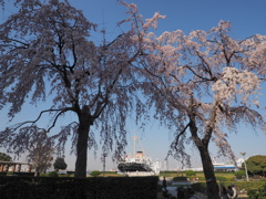 桜、観る
