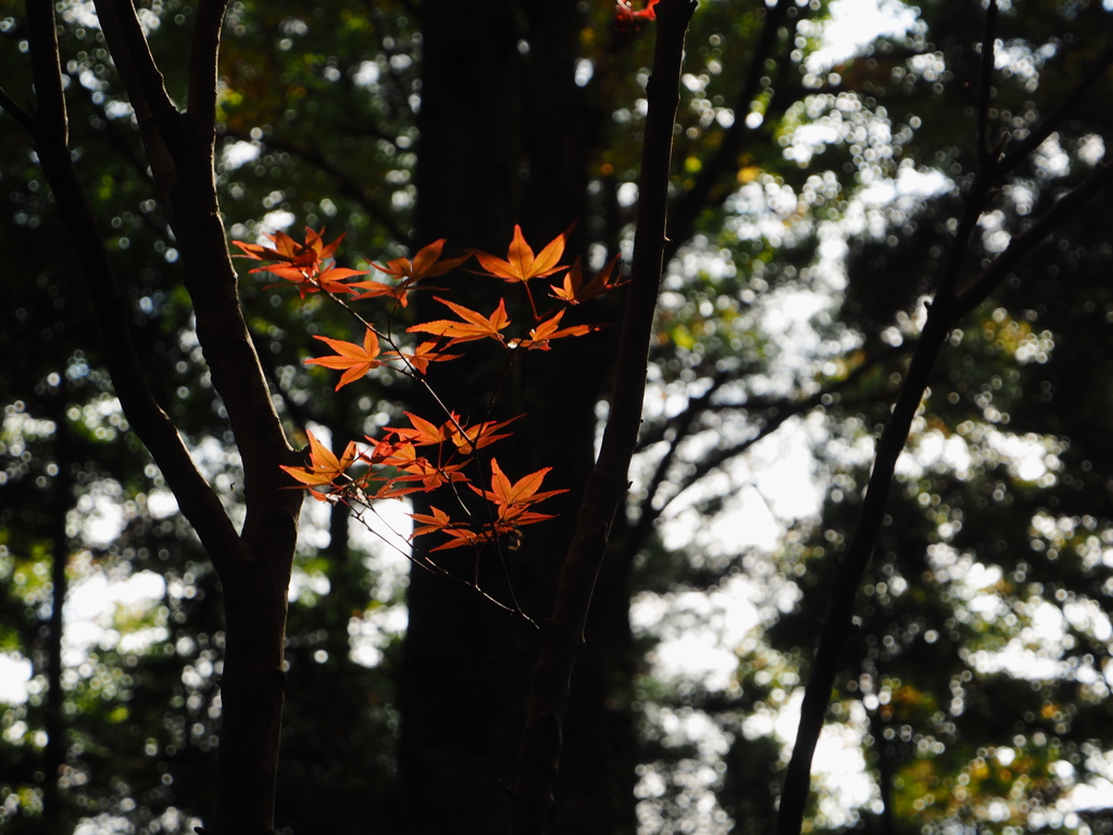 紅葉
