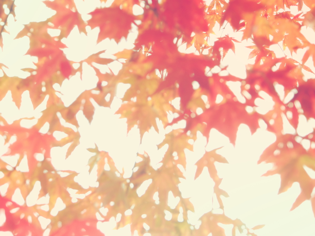 紅葉