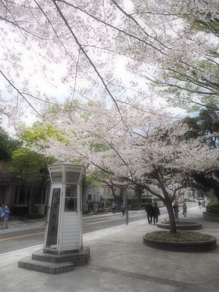 山手の春