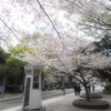山手の春