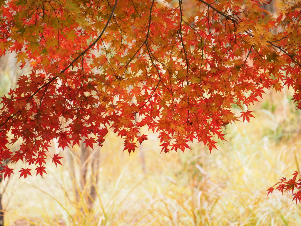 紅葉