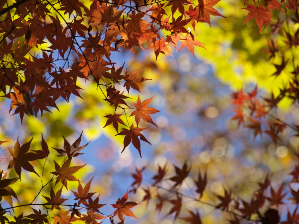 青空に花火