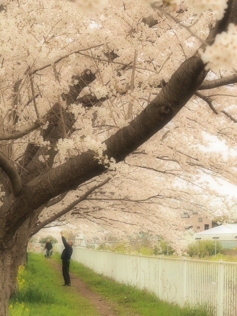 桜撮る