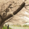 桜撮る