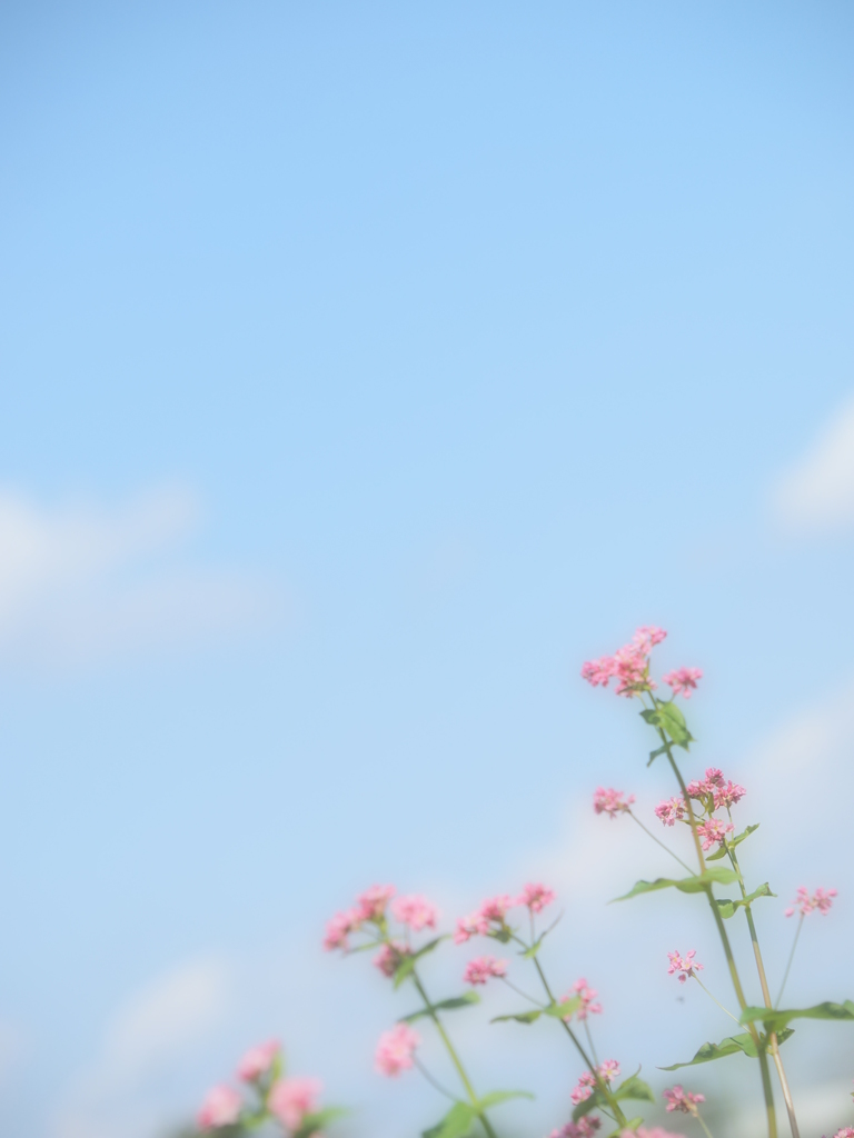 赤そばの花