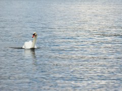 白鳥と湖