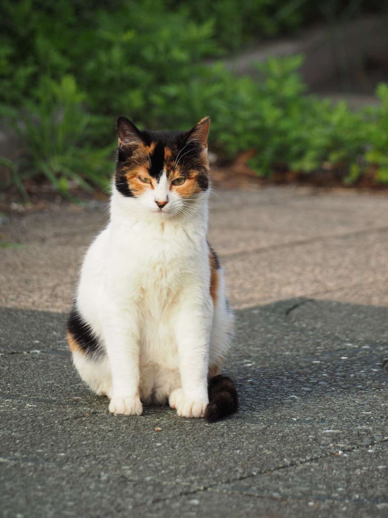 ねこ