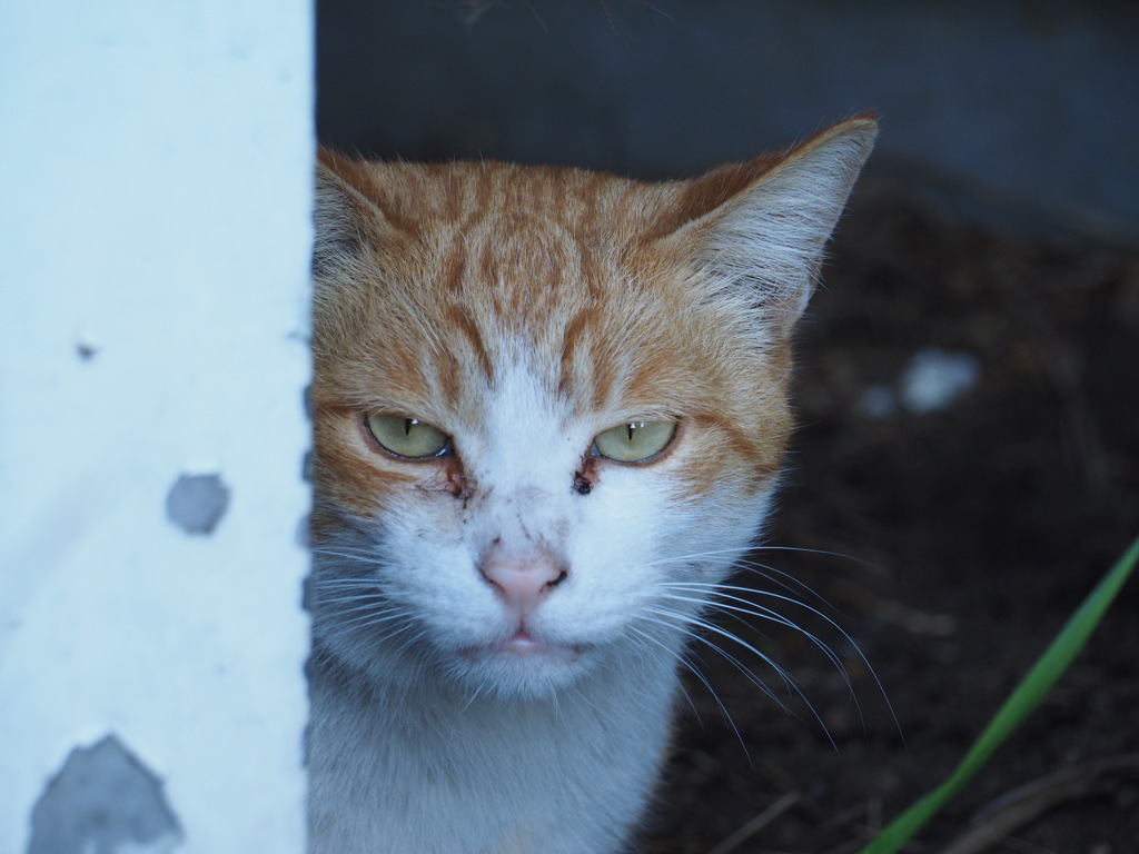 ねこ