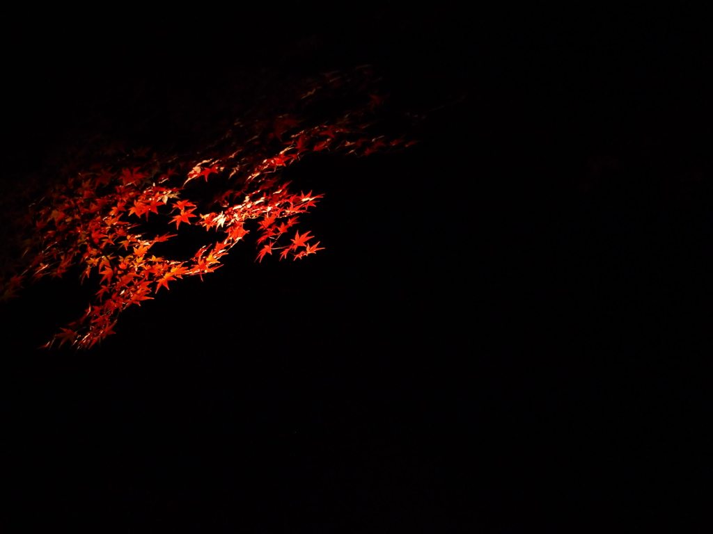 紅葉