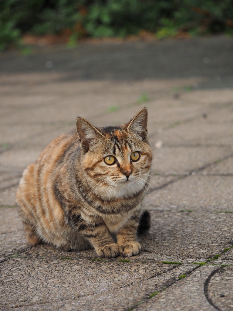 ねこ