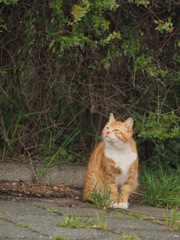 ねこ