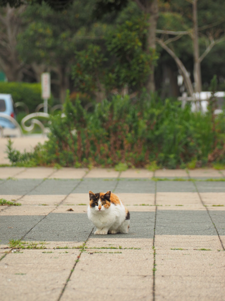 ねこ