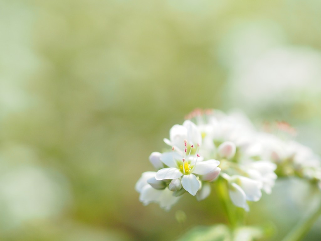 そばの花