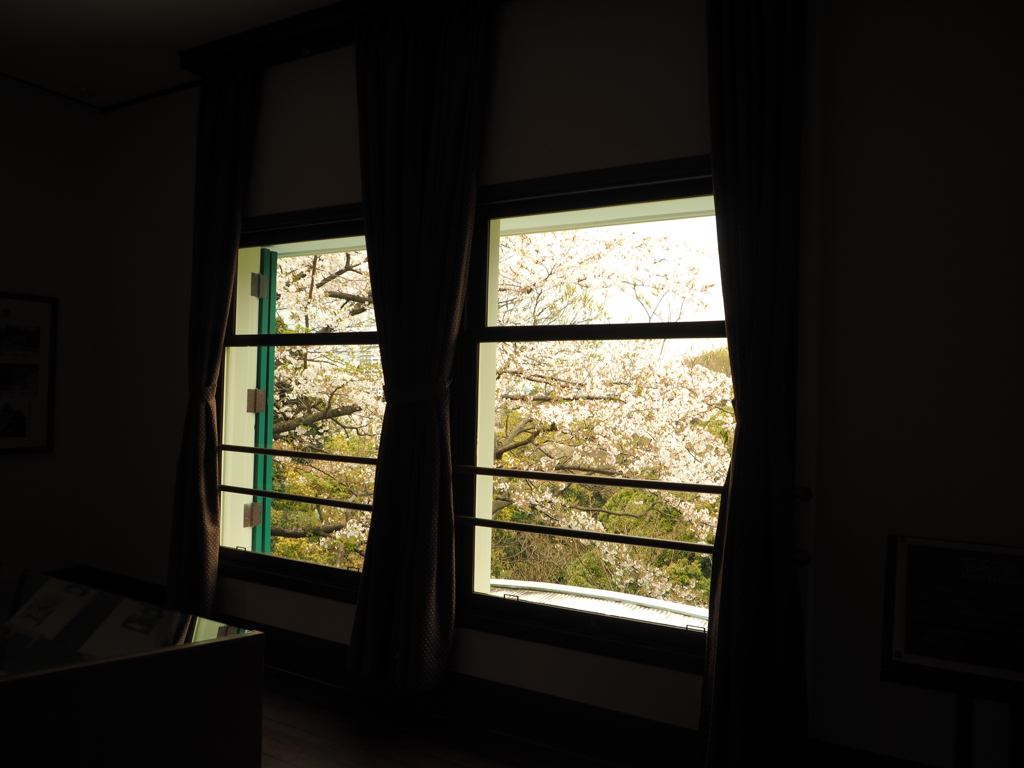 桜、眺める