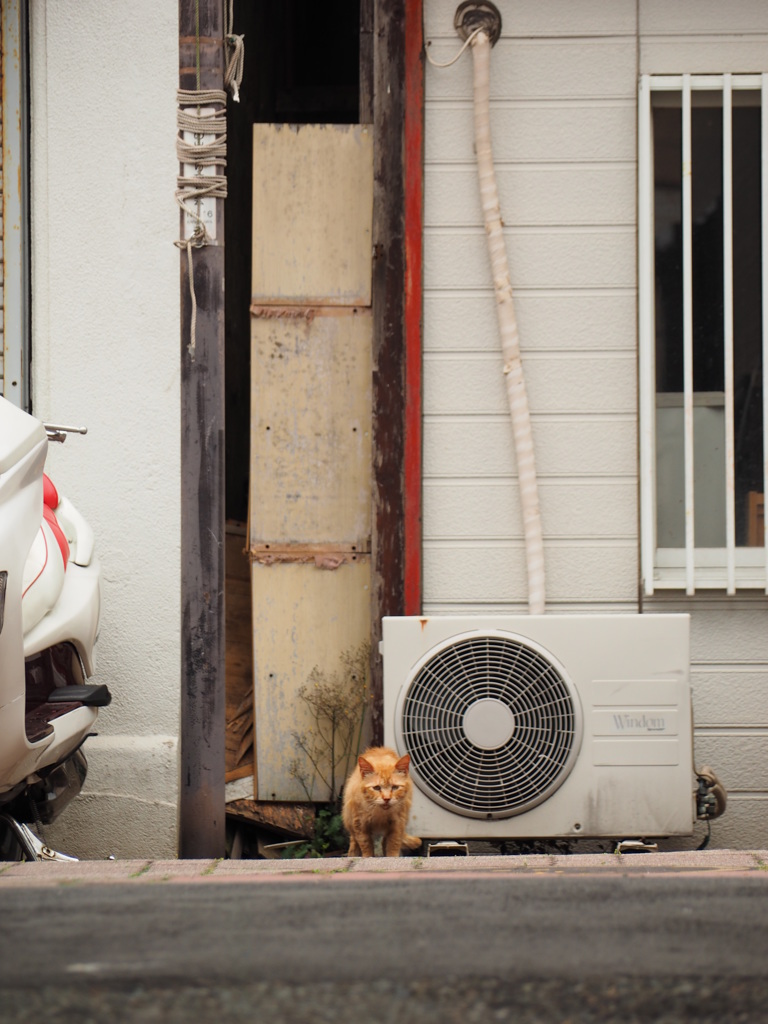 ねこ
