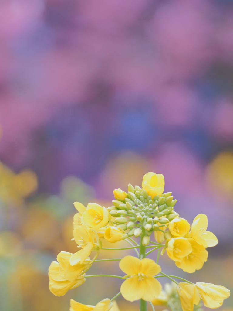 桜も良いけど菜の花も。