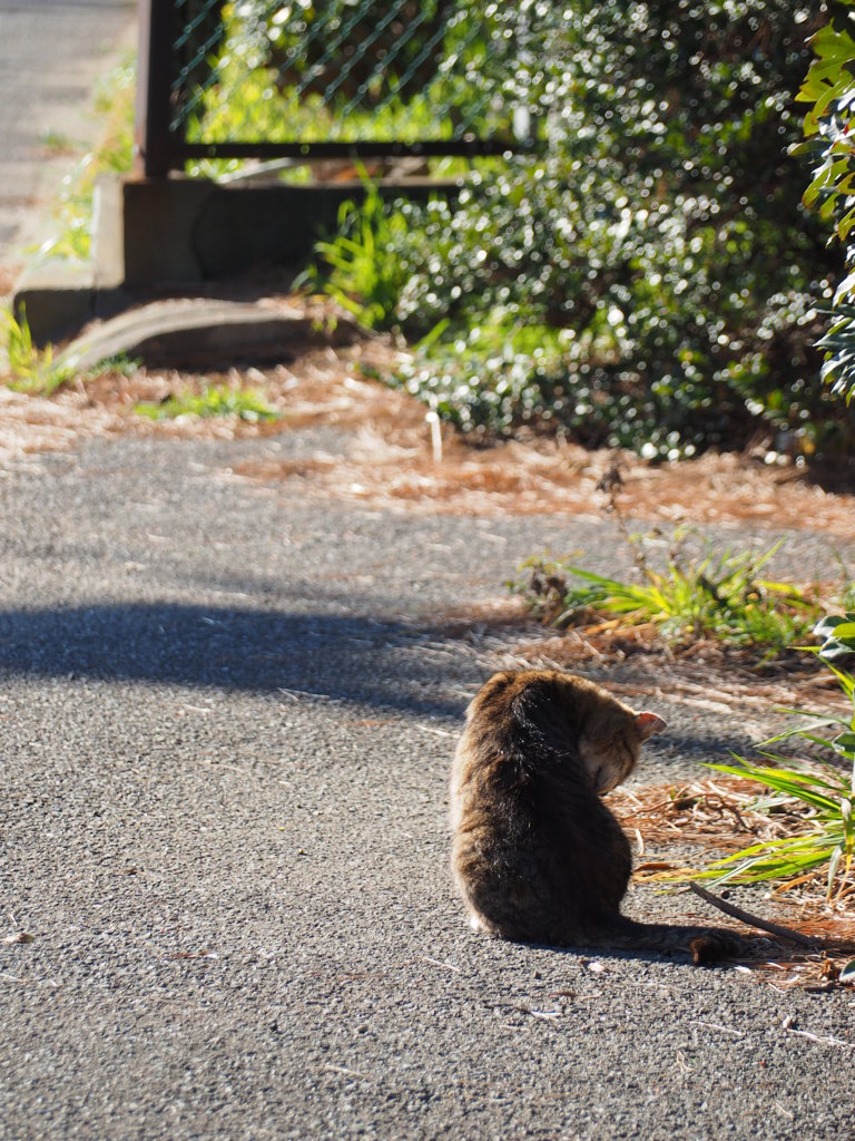 ねこ