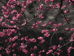 花模様