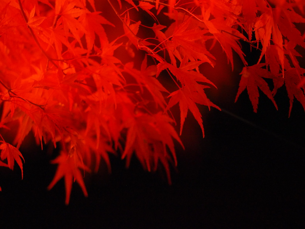 紅葉