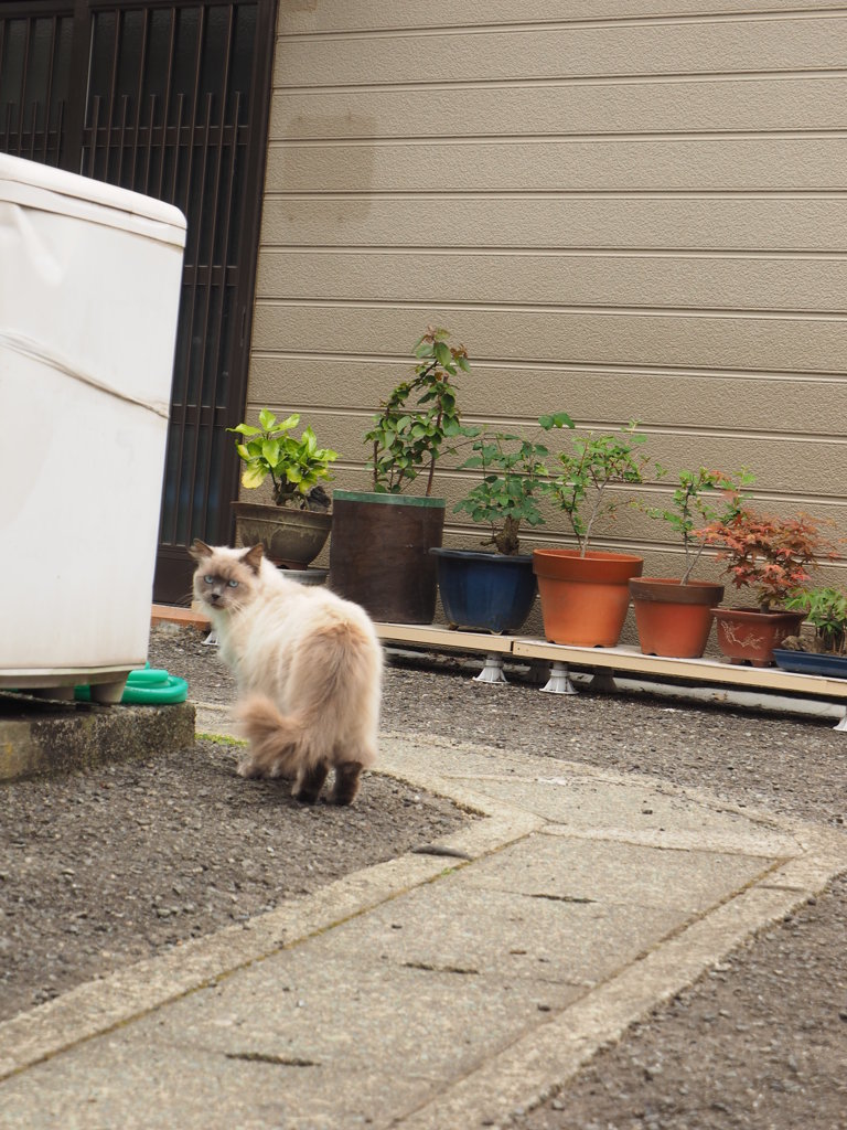 ねこ