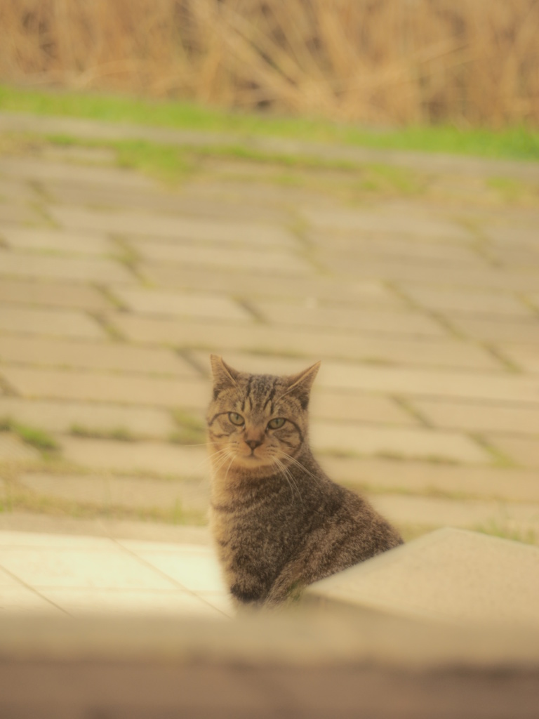 ねこ