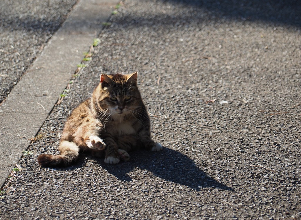 ねこ