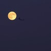 嘘の夜