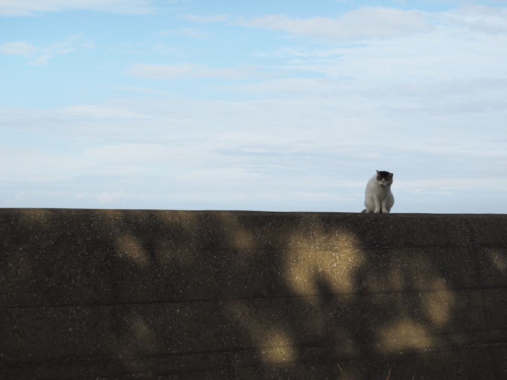 ねこ